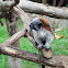 Geoffroy's tamarin