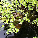 Wasp