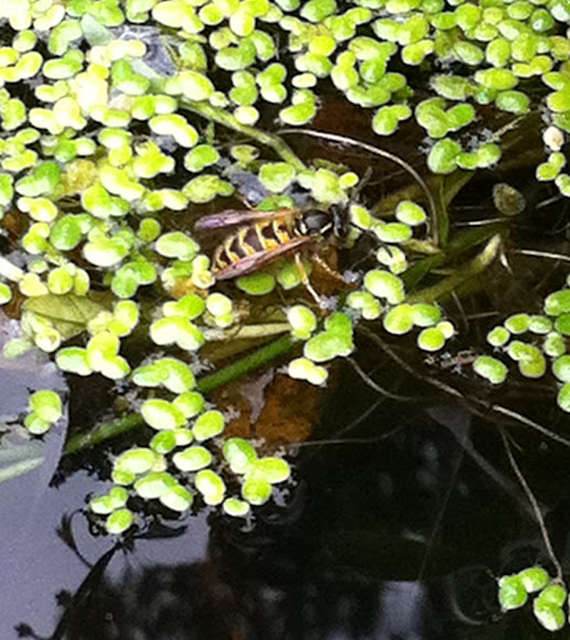 Spotting Image 1