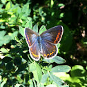 Icaro, Common Blue