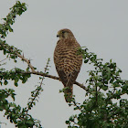 Common Kestrel / சிவப்ப வல்லூறு (Sivappu Valluru)