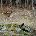White tailed deer