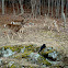 White tailed deer