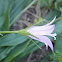 Campanilla