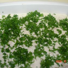 Fish with Tahini Sauce