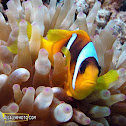 Clownfish