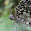 Pluto's checkered skipper