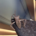 Leaf-footed Bug