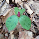 Purple trillium