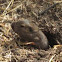 Botta's pocket gopher