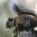 Mount Graham Red Squirrel