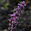 Common Toothwort