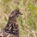 Ruffed Grouse