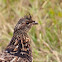 Ruffed Grouse