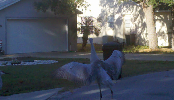 Spotting Image 1