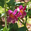 Monkey Flower