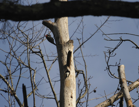 Spotting Image 1