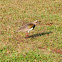 Lapwing / Abibe / Quero-quero