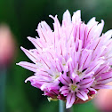 Chive