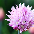Chive