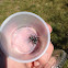 Jumping spider