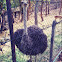 Ostrich