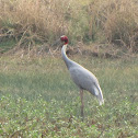 saras crane