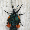 Australian Bagmoth (Female)