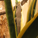 Standing's Day Gecko