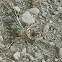 Common Buckeye