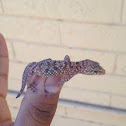 Mediterranean Gecko
