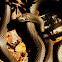 Black Racer