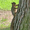Western Gray Squirrel