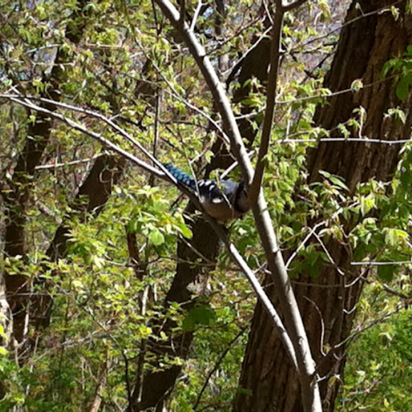 Spotting Image 1