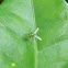 long-legged fly