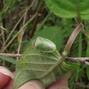 Shield bug
