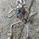 Frog sp. skeleton