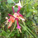 Honeysuckle