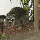 Raccoon