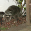 Raccoon
