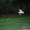 Red-wattled Lapwing