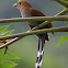 Squirrel Cuckoo