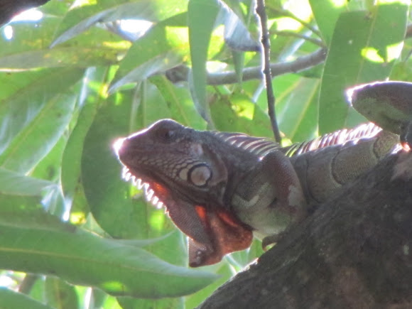 Spotting Image 1
