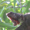 Iguana