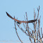 Kestrel