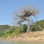 ceiba 