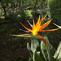Crane Flower / Bird of Paradise