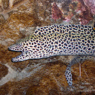 Common name: Tessalata Moray Eel/Honeycomb Moray/Laced Moray