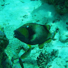 Titan trigger fish