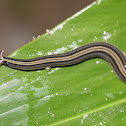 Hammerhead Worm